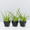 Aloe Vera 1 Aloe Vera -Plants in a Box Sales Shop image cba1c721 9e3e 40f6 9eb4 d86d5362e635