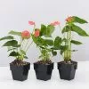Anthurium Andraeanum Maine -Plants in a Box Sales Shop image ceb57a21 0323 4480 940b 3ae516f9ab86
