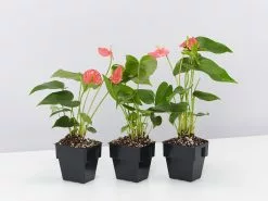 Anthurium Andraeanum Maine