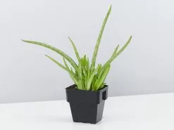 Aloe Vera -Plants in a Box Sales Shop image dab6702b 8635 4364 9be7 97599cfa39d5
