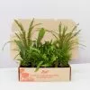 Mixed Fern Box - Large -Plants in a Box Sales Shop image dbd65f25 f5da 4ca6 9781 567c054c48ce