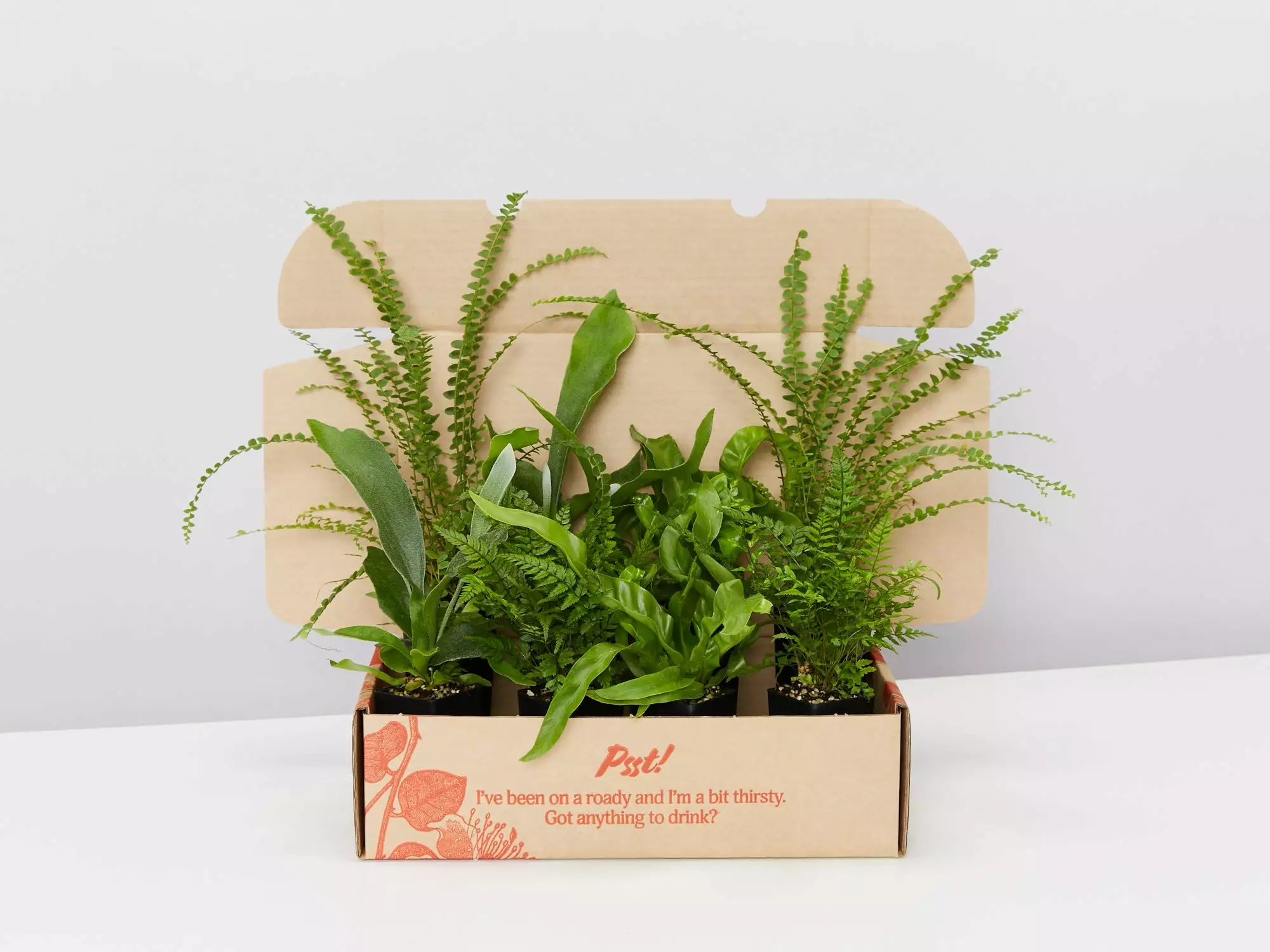 Mixed Fern Box - Large 3 Mixed Fern Box - Large