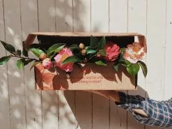 Camellia Assorted Pack -Plants in a Box Sales Shop image e4fb39e9 8f28 41c1 ba1b fcd746ee988f
