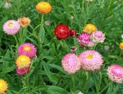 Paper Daisy Everlasting Flower Assorted Box 🌸