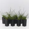 Juncus Effusus Spiralis -Plants in a Box Sales Shop image ea25be18 2615 4f21 884f 6d2e01965b97