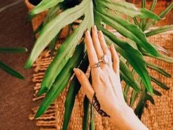 Philodendron Elegans -Plants in a Box Sales Shop image f4853a83 8679 4e92 9509 5cba40b6fcde