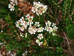 Baeckea Mount Tozer -Plants in a Box Sales Shop images 3 09b4694f 2580 40fb 9c7b 183b24c38d70