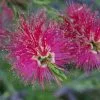 Callistemon Mauve Mist -Plants in a Box Sales Shop images b270826b 4dd5 409f 971e 5cc24afb5c2b