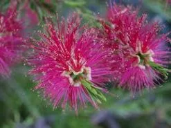 Callistemon Mauve Mist