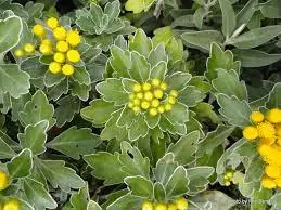 Chrysanthemum Silver And Gold 4 Chrysanthemum Silver And Gold - Image 2