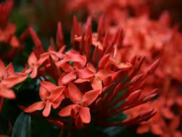 Ixora Red Malay 4 Ixora Red Malay - Image 2