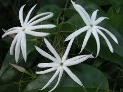 Jasminum Nitidum