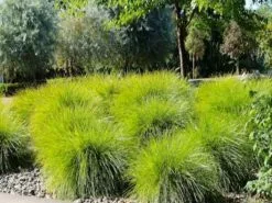 Australian Native Mixed Pack -Plants in a Box Sales Shop img 0490 1080x f2000c78 3157 408b 8b77 5722d019264c