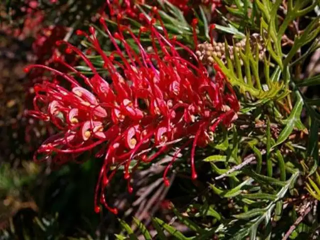 Grevillea Robyn Gordon 4 Grevillea Robyn Gordon - Image 2