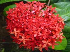 Ixora Red Malay 9 Ixora Red Malay -Plants in a Box Sales Shop ixora 5129276a c2dc 4550 a540 00ac4c73ce41