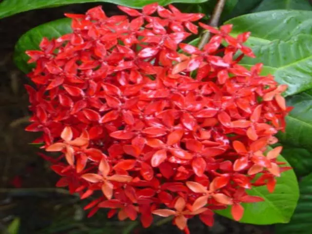 Ixora Red Malay 6 Ixora Red Malay - Image 4