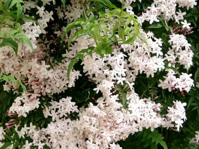 Jasmine Polyanthum Pink Jasmine Climber Pack 5 Jasmine Polyanthum Pink Jasmine Climber Pack - Image 3