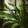 Asplenium Antiquum -Plants in a Box Sales Shop johannes hofmann 536082 unsplash 71086a0e e0bc 4583 97f8 5d69384aeed4