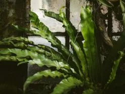 Asplenium Antiquum