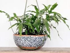 Microsorum Diversifolium - Kangaroo Fern - 85mm -Plants in a Box Sales Shop kangaroo