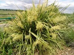 Lomandra Hystrix Katie Belles Pbr Matt Rush -Plants in a Box Sales Shop katie belles 1 6acfbcb7 bc73 4ef1 a670 e9ad7ca39f5d