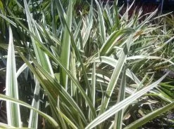 Dianella 'Silver Streak' Variegated -Plants in a Box Sales Shop large Dianella silver streak 279