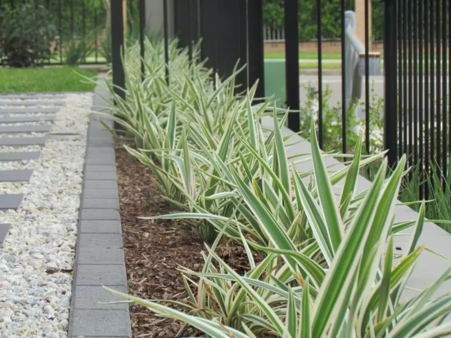 Dianella Variegata 7 Dianella Variegata - Image 5