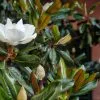 Magnolia Grandiflora Little Gem -Plants in a Box Sales Shop magnolia01 bcaac248 1fec 42cd 9a7a a80dd948c565