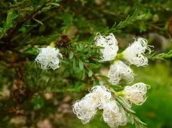 Melaleuca Thymifolia White Lace -Plants in a Box Sales Shop melaleuca thymifolia honey myrtle white lace 1 9490767b 0f91 4798 9c8b b7d55e351c4f