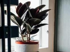 Ficus Elastica Burgundy Rubber Leaf Tree -Plants in a Box Sales Shop mike marquez 6T95IqhB65M unsplash 66e90672 9289 401e 86aa 605faa283fb8