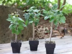 Bougainvillea Clifton Belle - 85mm -Plants in a Box Sales Shop mini standards 3