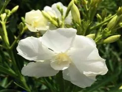 Nerium Oleander "Madonna" 8 Nerium Oleander "Madonna" -Plants in a Box Sales Shop neriun oleander grandiflorum madoni f8dfdd11 2458 4a41 af80 c2687164f8a1