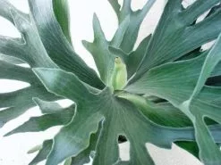 Compact Staghorn Fern 13 Compact Staghorn Fern -Plants in a Box Sales Shop nether 70108b52 6fbf 4f50 b968 b09e368a4a60