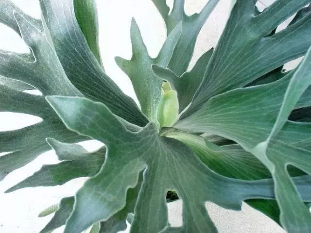 Compact Staghorn Fern 8 Compact Staghorn Fern - Image 6