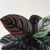 Calathea Ornata Sanderiana -Plants in a Box Sales Shop nm51j9lopfez 64c1bded b79e 49c2 bc60 90af7f4af027
