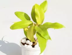 Philodendron Ceylon Beauty -Plants in a Box Sales Shop nurserylive philodendron golden with ceramic pot gift plant 90852fa6 7cfa 494f a5d8 f4e3a885653b