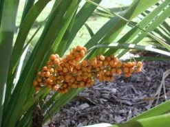 Lomandra Spicata -Plants in a Box Sales Shop p lom spc04 1013 7d4d2d37 42f9 4ec2 b899 07d7f3fcbffa