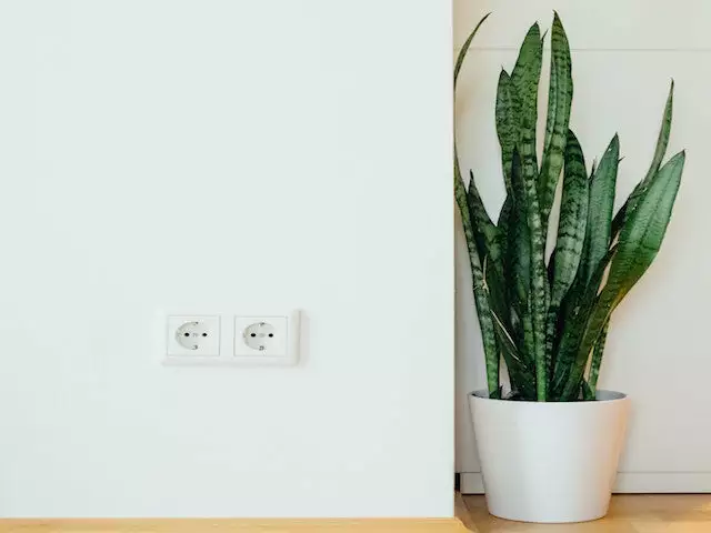 Dracaena Trifasciata 4 Dracaena Trifasciata - Image 2