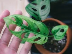 Monstera Adansonii -Plants in a Box Sales Shop pexels 3290586 a6e23579 8ab2 46db 8579 cf7dc5d7840f