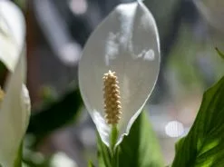 Elho Eco Friendly â™»ï¸Gift Box - Peace Lily -Plants in a Box Sales Shop pexels 12220783