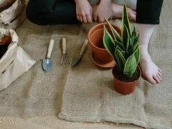 Sansevieria Trifasciata Superba Paper Pots -Plants in a Box Sales Shop pexels cottonbro 4505165 297b6bb8 0873 405f b8fc 35bec8cc0d15