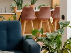 Living Room Plant Box - XLarge -Plants in a Box Sales Shop pexels cottonbro studio 9708531