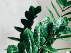 Potted Houseplant Varieties - In Sage Vessel -Plants in a Box Sales Shop pexels elena golovchenko 9767836 8455aef5 36d2 46af 8025 719a476dc07c