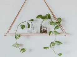 Golden Pothos Indoor Plant Pack -Plants in a Box Sales Shop pexels elle hughes 4094004 7d5740b8 5340 47e3 a0bf 1ad1e17f90d0