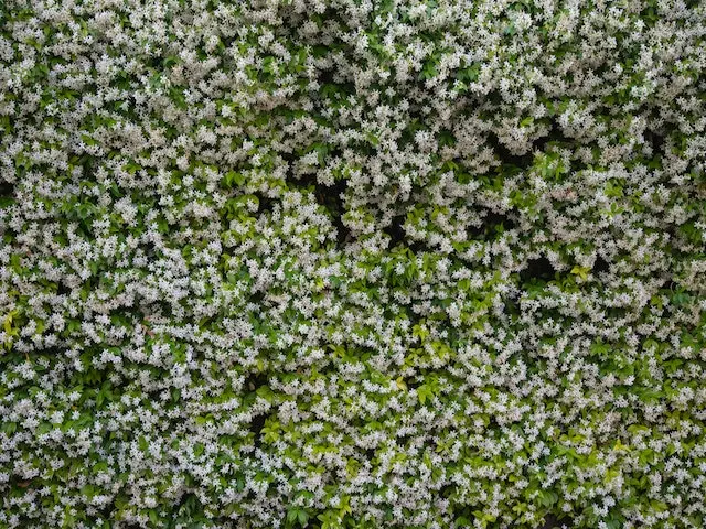 Star Jasmine Hedging Or Ground Cover Pack 5 Star Jasmine Hedging Or Ground Cover Pack - Image 3