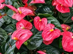Anthurium Flowering Varieties - Pot + Plant + Soil 28 Anthurium Flowering Varieties - Pot + Plant + Soil -Plants in a Box Sales Shop pexels fei wang 15755638