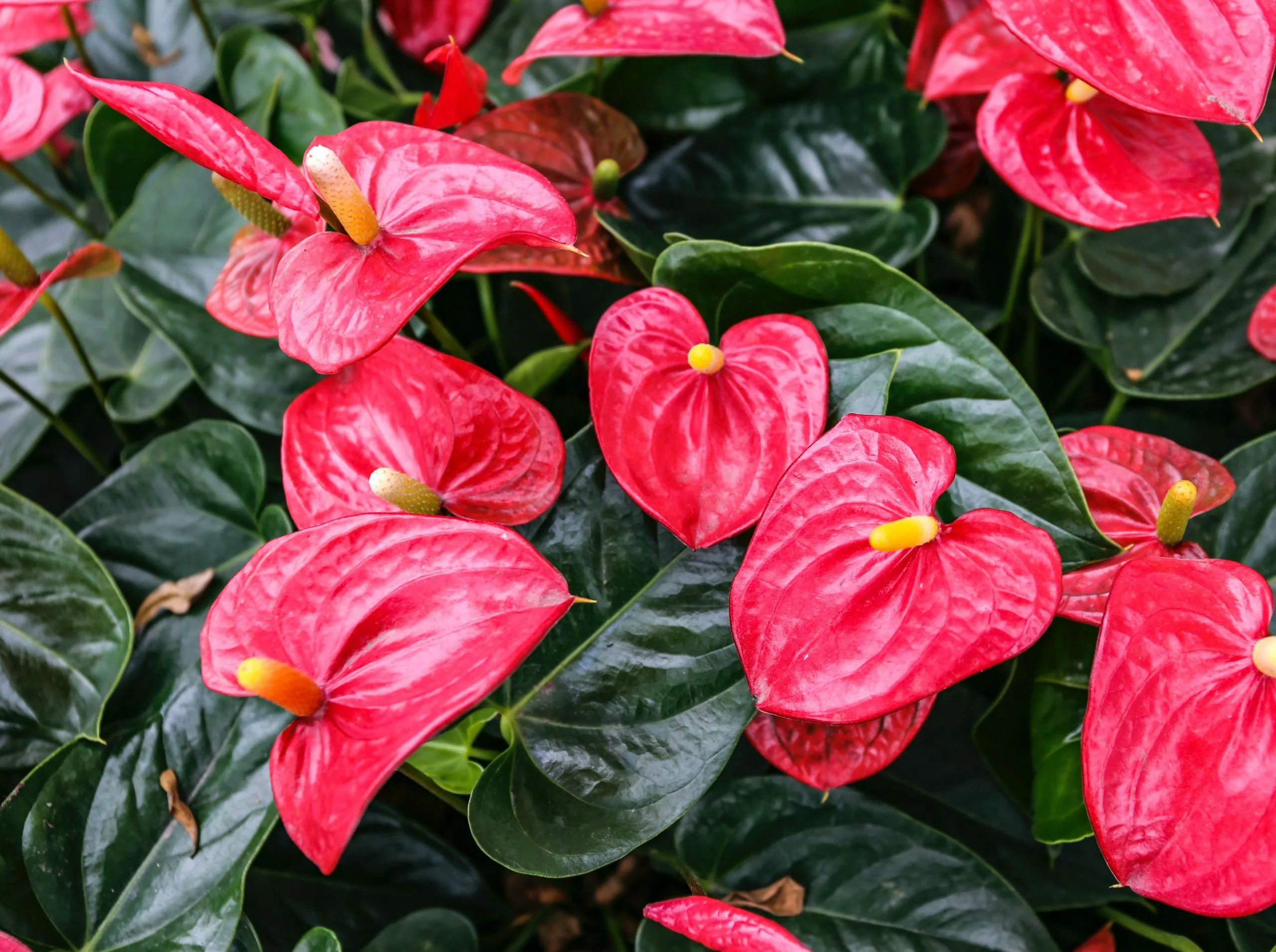 Anthurium Flowering Varieties - Pot + Plant + Soil 6 Anthurium Flowering Varieties - Pot + Plant + Soil - Image 4