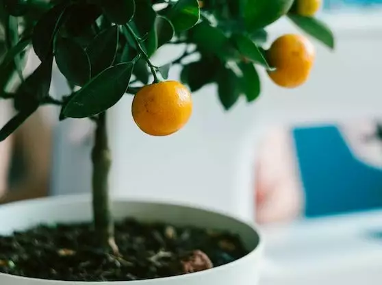 The Fruit Tree 🫠Box - Large 4 The Fruit Tree 🫠Box - Large - Image 2