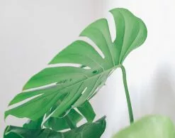Potted Monstera Deliciosa - In Sage Vessel -Plants in a Box Sales Shop pexels huy phan 3097770