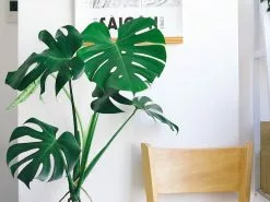 Elho Eco Friendly â™»ï¸ Gift Box - Monstera Deliciosa -Plants in a Box Sales Shop pexels huy phan 3125195